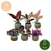 6x Baby Paradise Mix – Tropische Zimmerpflanzen-Kollektion Bild 5