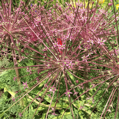Allium schubertii 5 pieces