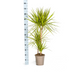 Dracaena Marginata Sunray Ø21cm - ↕100-110cm Bild 5