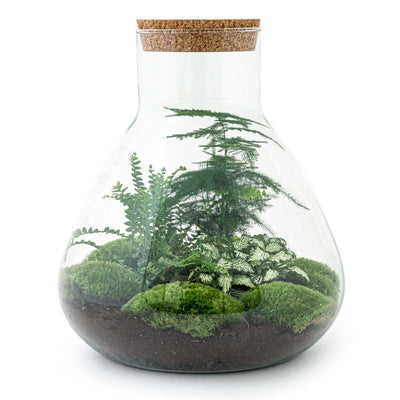 Flaschengarten Set Sam XL: DIY Mini-Ökosystem, 35cm