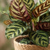 Calathea Makoyana: Luftreinigende Pfauen-Korbmarante im Korb, 70cm Bild 4
