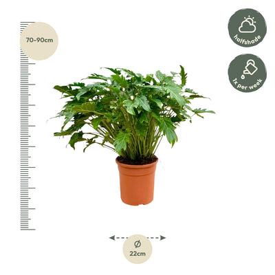 Philodendron Xanadu 80 cm: Tropische Eleganz für Ihr Zuhause