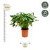 Philodendron Xanadu 80 cm: Tropische Eleganz für Ihr Zuhause Bild 2