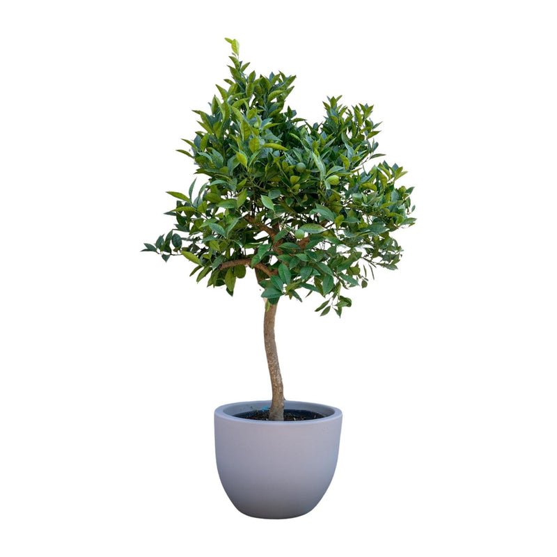 Sinaasappelboom (Orangenbaum) - 200 cm - Ø40 cm Topf