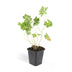 60x Geranium Rozanne - bedding plant, 10-25cm, Ø9cm Bild 2