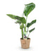 Green boutiQ - Zimmerpflanzen - Stelitzia Nicolai - Paradiesvogelblume - Wenig Pflege - mit Korb - Grün - 1 Pflanze - Topf 17cm - Höhe 70-90cm Bild 2