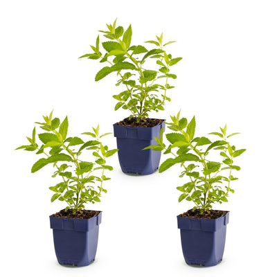 Green boutiQ - Perennial - Nepeta sib. Wild Orchid - Catnip - Bee and Butterfly Attractors - Pink - 3 Plants - 11cm Pot - 15-25cm Height