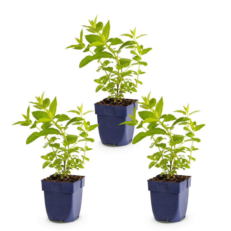 Green boutiQ - Perennial - Nepeta sib. Wild Orchid - Catnip - Bee and Butterfly Attractors - Pink - 3 Plants - Pot 11cm - Height 15-25cm