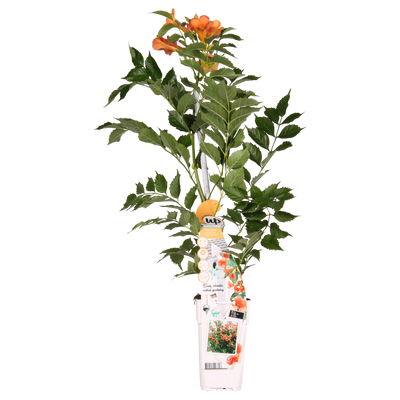 Campsis Indian Summer: Orange Trompetenblume für mediterranes Flair