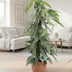 Epipremnum Pinnatum Cebu Blue Ø17cm - Unique Houseplant Bild 3