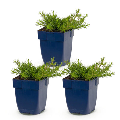 Green boutiQ - Perennial - Phlox MacDaniel's Cushion - Flame Flower - Ground Covering - Dark Pink - 3 Plants - Pot 11cm - Height 15-25cm