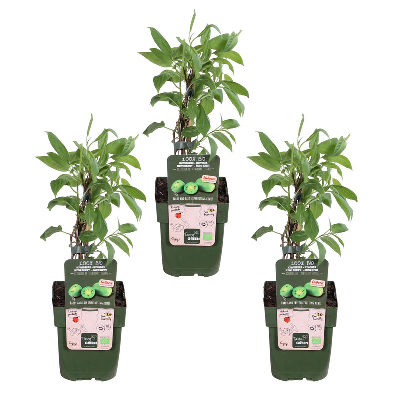 3x Mini-Kiwi 'Issai', Bio, 45cm Topf Ø13cm, Selbstfruchtend