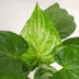 Alocasia Cucullata - Ø19cm - ↕65cm + Selin Basket Bild 3