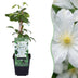 Clematis Jackmanii Climbing Plant - 2 Plants - Blue Flowering Bild 1