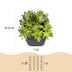 12x - Sempervivum Big Sam - Ø7cm - ↕10-12cm Bild 2