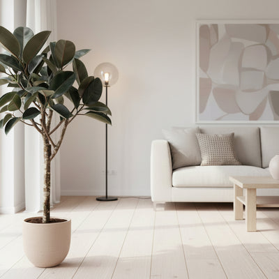 Ficus Elastica Burgundy (Gummibaum) - 180 cm