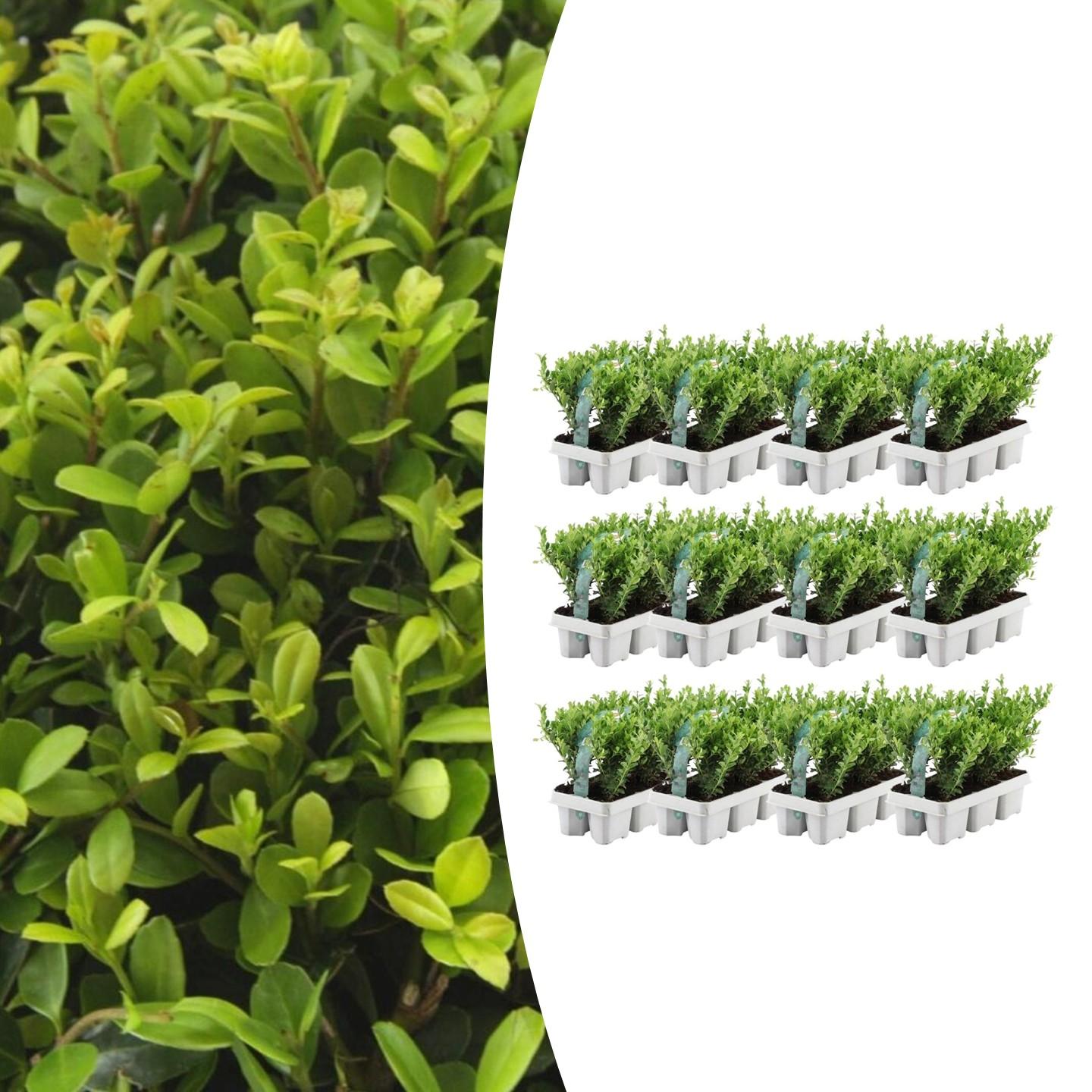 12x 6er Pack Ilex crenata 'Jenny' - Hecken- & Formschnittpflanze