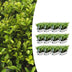 12x 6er Pack Ilex crenata 'Jenny' - Hecken- & Formschnittpflanze Bild 1