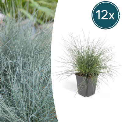 12x Blauschwingel 'Elijah Bleu' - Ziergras für Ihren Garten