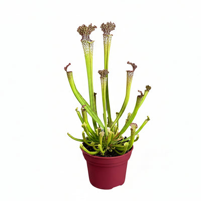 Sarracenia Farnhamii fleischfressende Pflanze, 40cm hoch, im 12cm Topf