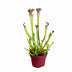 Sarracenia Farnhamii fleischfressende Pflanze, 40cm hoch, im 12cm Topf Bild 1