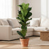 Ficus Lyrata (Geigenfeige) - Ø21cm Topf, ↕90cm Höhe Bild 3