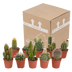 10x Cactus Mix 5.5 cm - Variety from the Grower Bild 9