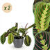 Green BoutiQ Maranta Fascinator Tricolor - 2 plants with pot Bild 1