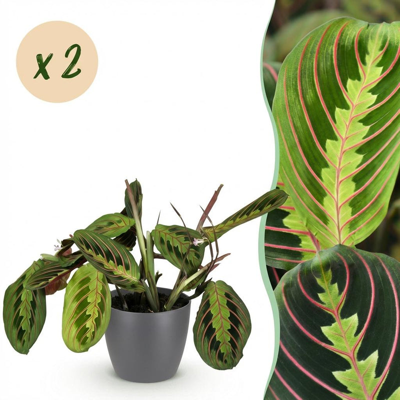 Green BoutiQ Maranta Fascinator Tricolor - 2 plants with pot