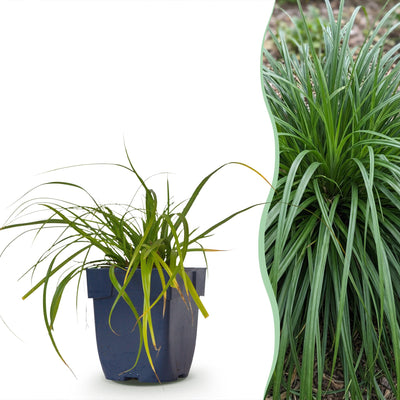 Green boutiQ - Grasses - Carex oshimensis Evergreen - Japanese Sedge - Evergreen - Green - 1 Plant - 11cm Pot - 15-25cm Height