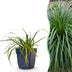 Carex oshimensis Evergreen - Japanisches Sauergras - Topf 11cm Bild 1