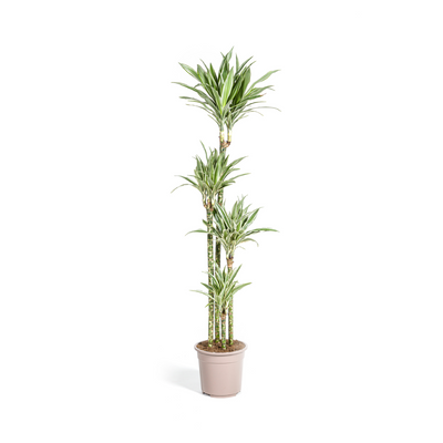 Dracaena Deremensis White Stripe, Große Zimmerpflanze, 170-190cm