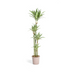 Dracaena Deremensis White Stripe, Große Zimmerpflanze, 170-190cm Bild 1
