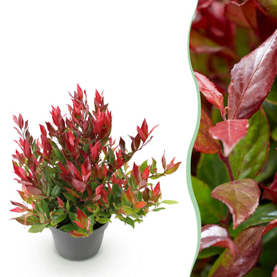 GreenboutiQ - Garden Plant - Leucothoe Little Flame - Red - 1 Plant - Evergreen - Low Maintenance - Pot 17cm Height 40cm
