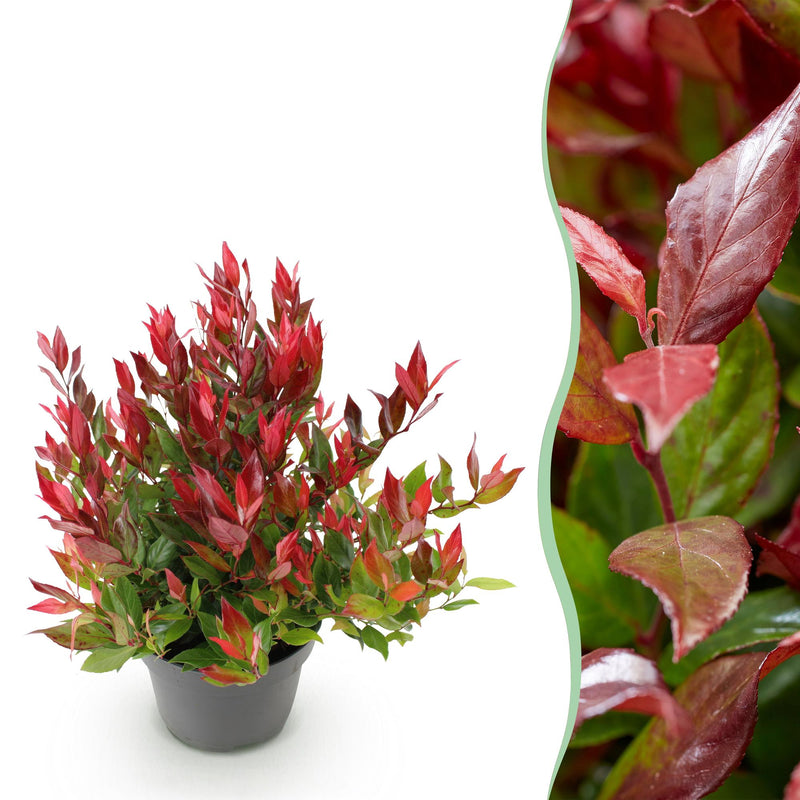 GreenboutiQ - Gartenpflanze - Leucothoe Little Flame - Rot - 1 Pflanze - Immergrün - Wenig Pflege - Topf 17cm Höhe 40cm