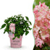 Garden Hydrangea Groundbreaker Blush, hardy, pink, 20-25cm Bild 1