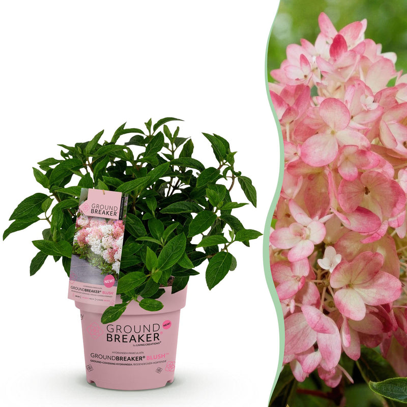 Garden Hydrangea Groundbreaker Blush, hardy, pink, 20-25cm