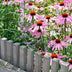 60x Purpur-Sonnenhut 'Magnus' (10-25cm, Ø9cm) Bild 6