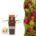 2x Cranberry 'Early Black' fruit plant, hardy, 15cm pot, 50cm height Bild 1
