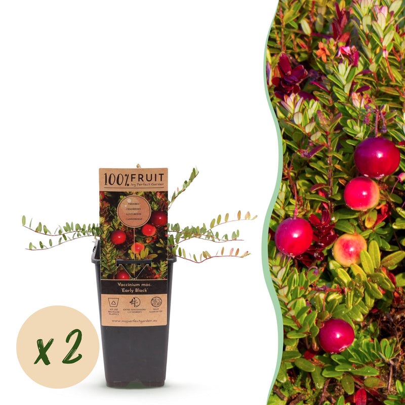 2x Cranberry 'Early Black' fruit plant, hardy, 15cm pot, 50cm height