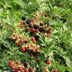 GreenboutiQ - Obstpflanze - Brombeere - Rubus Thornfree Evergreen - Schwarze Brombeere - Dornlos - 2 Pflanzen - Topf 11cm Höhe 40cm Bild 3
