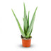 Aloe Vera Pflanze: 35-40cm, Ø 10,5cm Topf - Pflegeleicht & Dekorativ Bild 1