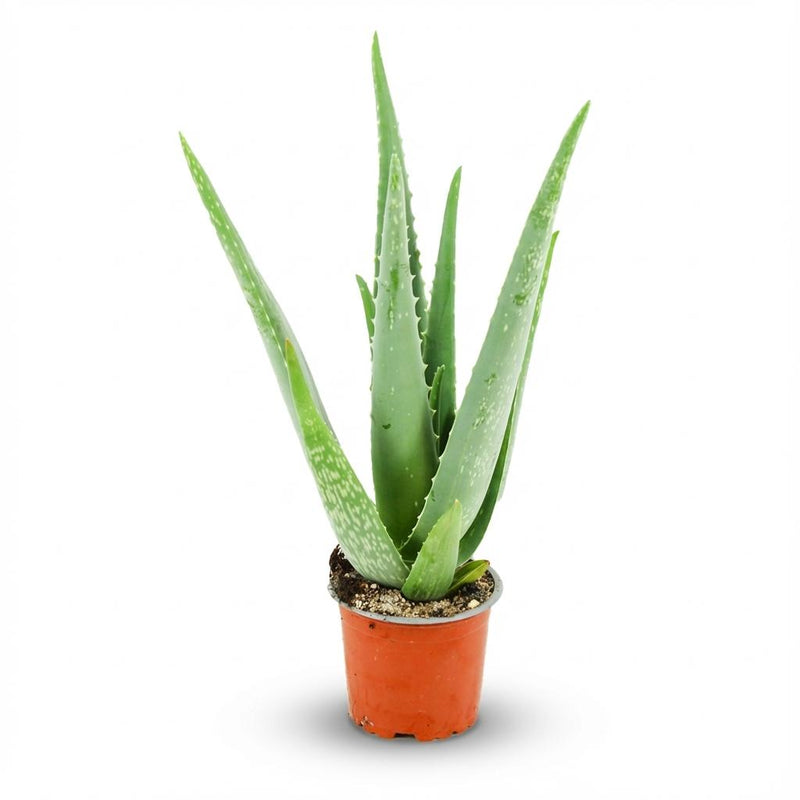 Aloe Vera Pflanze: 35-40cm, Ø 10,5cm Topf - Pflegeleicht & Dekorativ