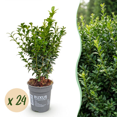 Green boutiQ - 24x Buxus sempervirens - Palmenbäumchen - Heckenpflanzen - Immergrün - Grün - Topf 9cm - Höhe 20-25cm