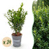 Green boutiQ - 24x Buxus sempervirens - Palmenbäumchen - Heckenpflanzen - Immergrün - Grün - Topf 9cm - Höhe 20-25cm Bild 1