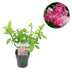 GreenboutiQ Panicle Hydrangea 'Pink Diamond', pink flowers, 50cm Bild 1