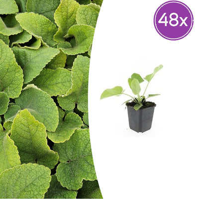48x Phlomis russeliana - ↕10-25cm - Ø9cm