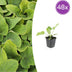 48x Phlomis russeliana - ↕10-25cm - Ø9cm Bild 1