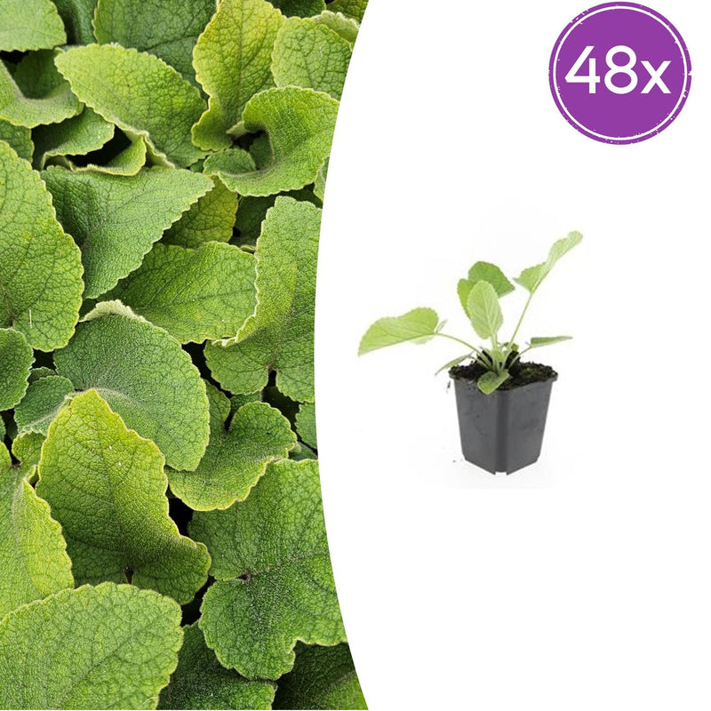 48x Phlomis russeliana - ↕10-25cm - Ø9cm