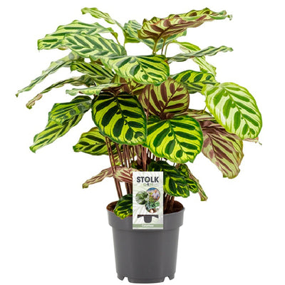 Calathea Makoyana Ø14cm - Elegante Zimmerpflanze mit Muster